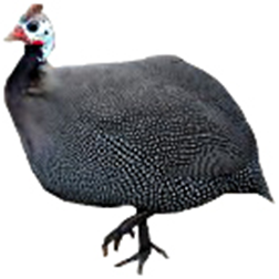French Guinea
